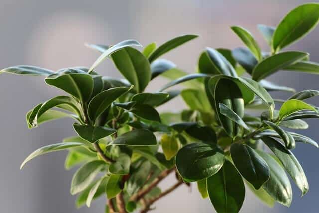 Növények, amelyek tiszta levegőt biztosítanak a lakásban