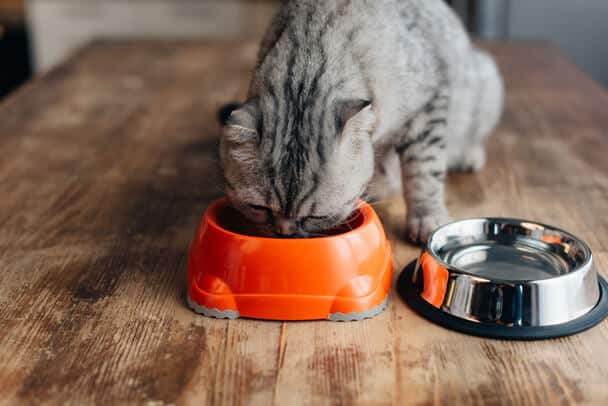  Egészséges táplálkozás a háziállatok számára