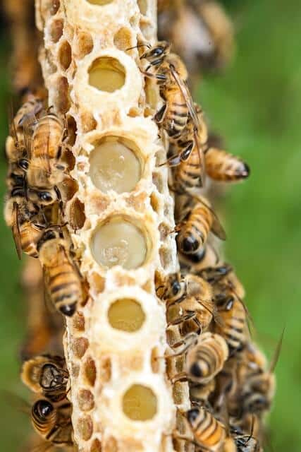 Mire jó a méhpempő?