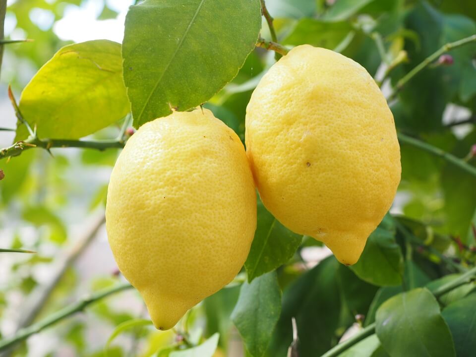 Mire jó a citrom