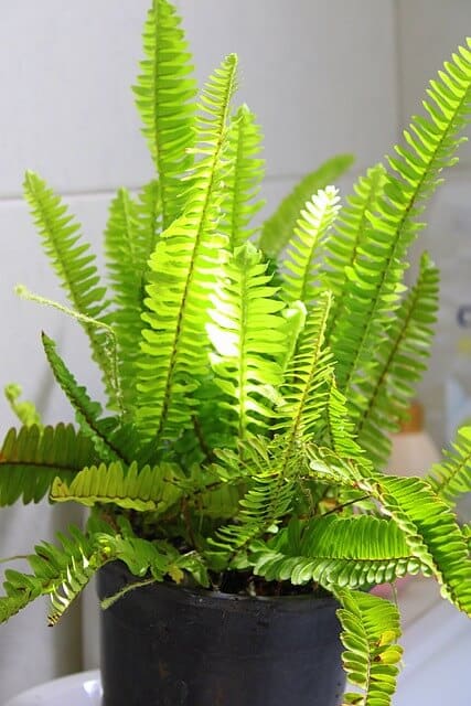 Növények, amelyek tiszta levegőt biztosítanak a lakásban