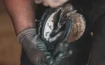 Miért kell patkolni a lovat?