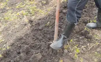 Ezért kell felásni a kertet?