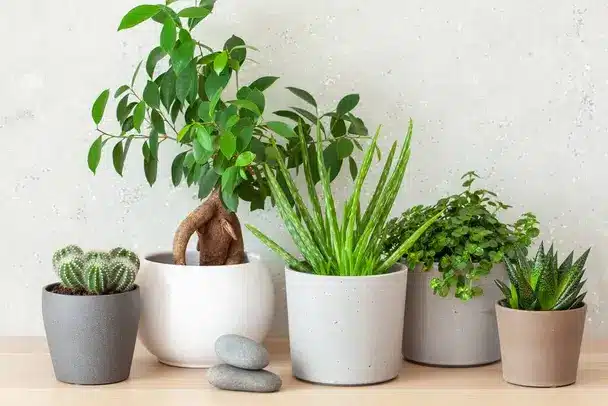 Növények a hálószobában